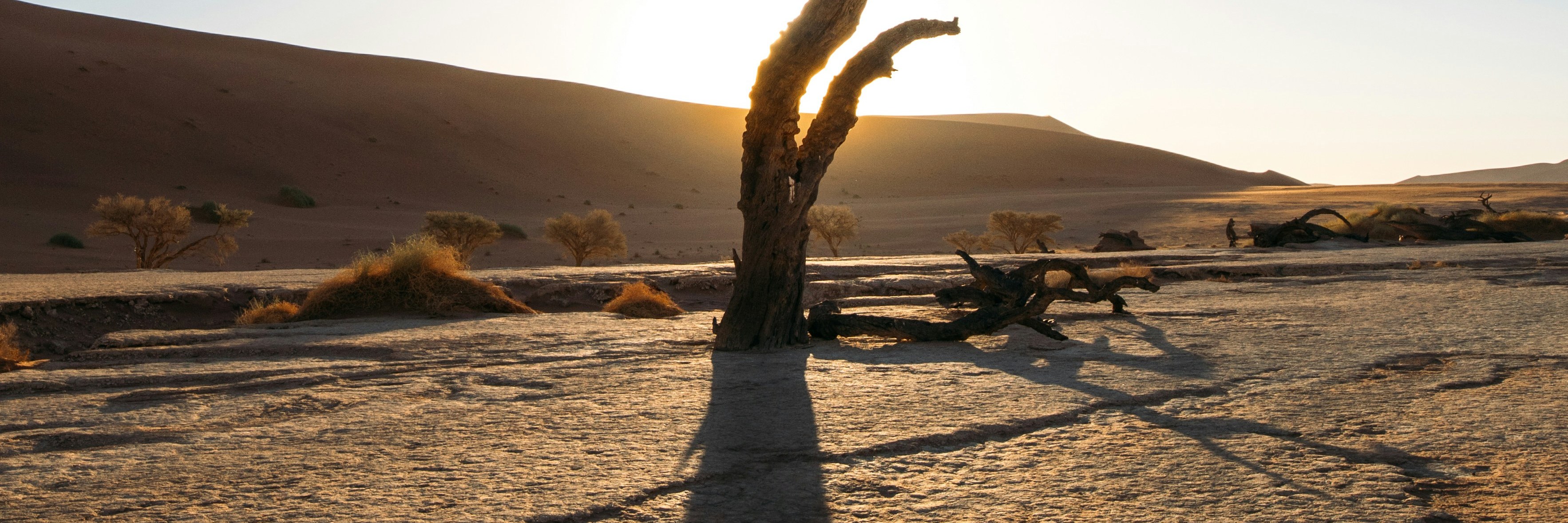 Dead tree at sunrise casting a long shadow across the cracked clay of Deadvlei, Namibia